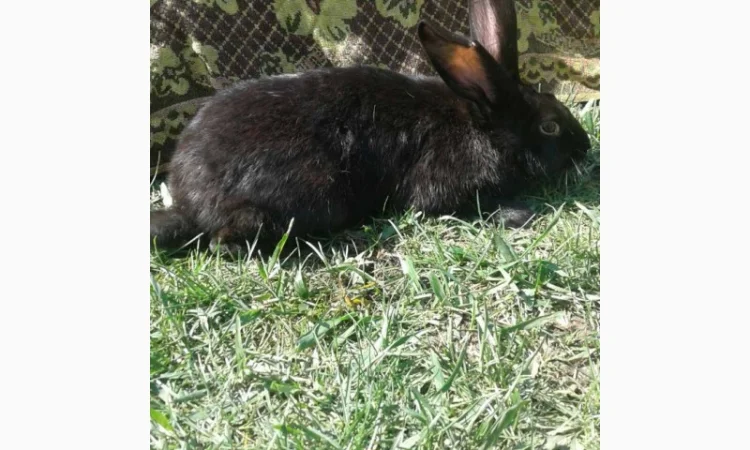 Кролики Термонті. Кітні кролиці - фото № 3
