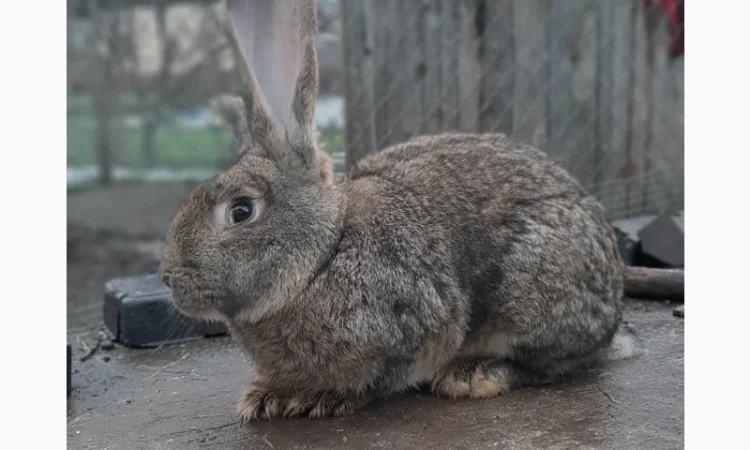 Самець Фландер - фото № 1