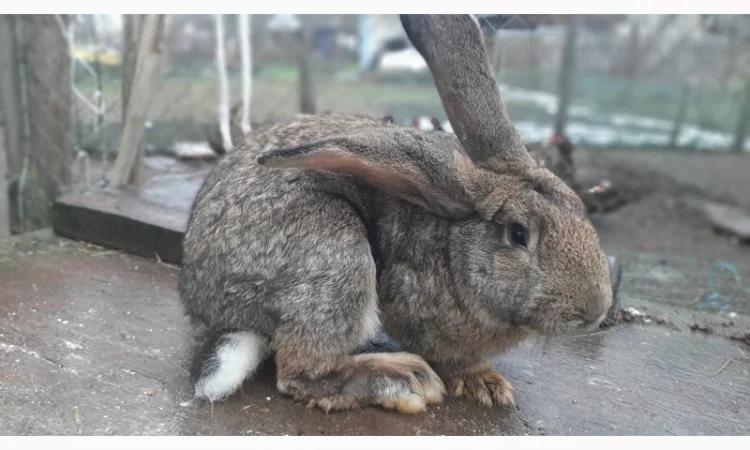 Самець Фландер - фото № 2