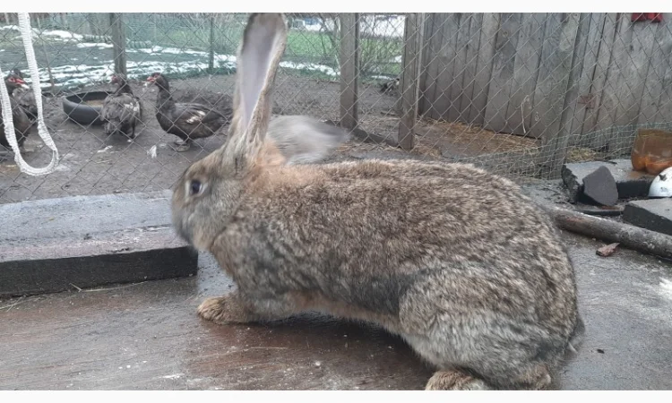 Самець Фландер - фото № 3