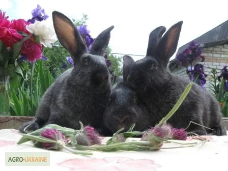 Продам кроликов породы Полтавское Серебро - фото № 1