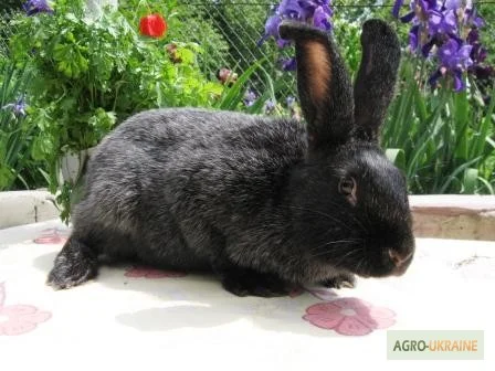 Продам кроликов породы Полтавское Серебро - фото № 2