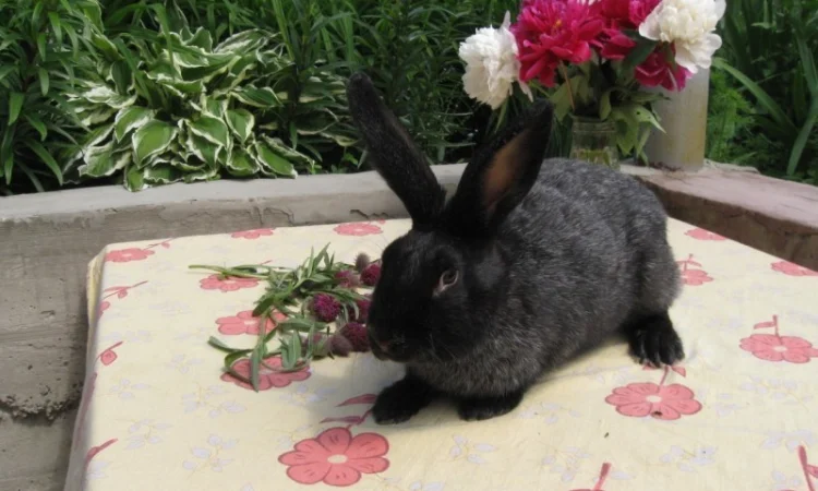 Продам кроликов породы Полтавское Серебро - фото № 3