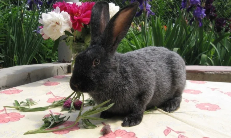 Продам кроликов породы Полтавское Серебро - фото № 4