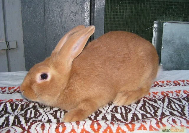Продам чистокровных кроликов мясной породы Бургундец - фото № 6