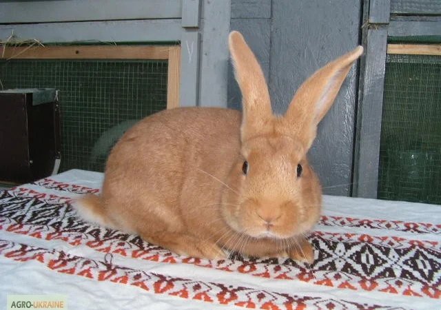 Продам чистокровных кроликов мясной породы Бургундец - фото № 3