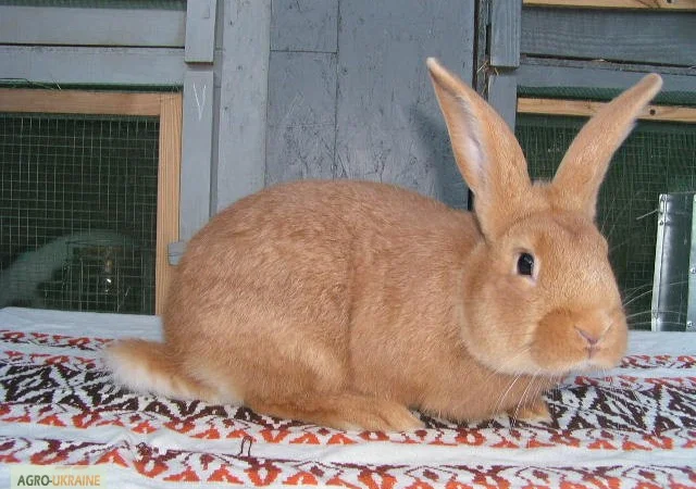 Продам чистокровных кроликов мясной породы Бургундец - фото № 4