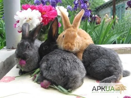 Продаю кроликов породы серебристый - фото № 1