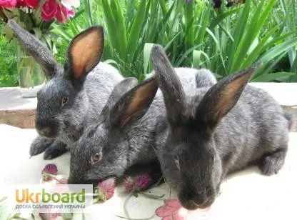 Продаю кроликів породи сріблястий (полтавське - фото № 3