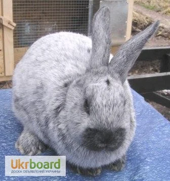 Продаються кролики породи сріблястий та Бургундець - фото № 4