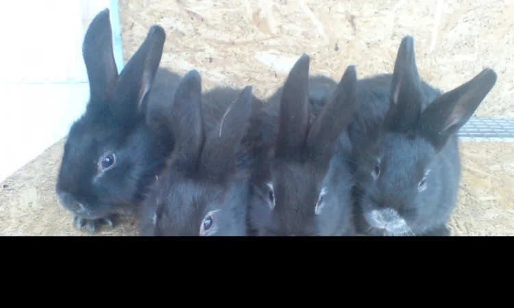 Продаються кролики породи сріблястий та Бургундець - фото № 5