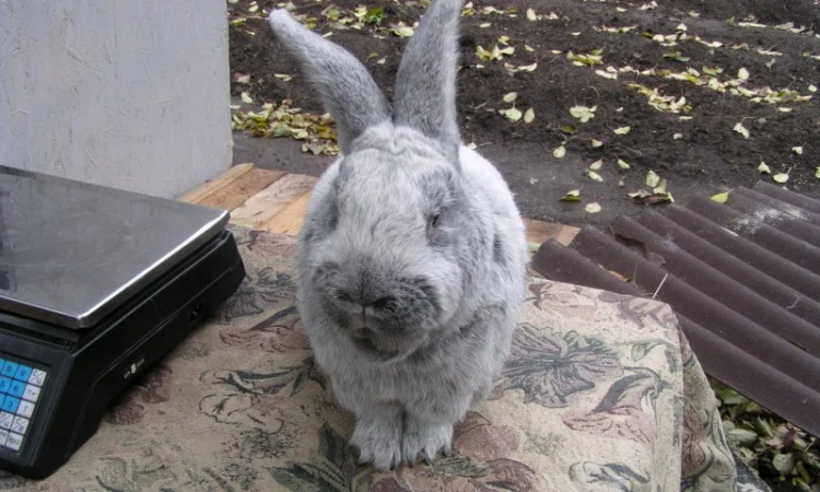 Продаються кролики породи сріблястий та Бургундець - фото № 6