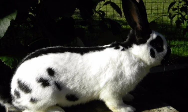 Продам племенні кролики породи Німецький Строкатий Велетень ( Строкач ) - фото № 1