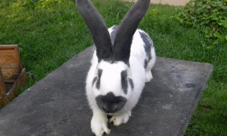 Продам племенні кролики породи Німецький Строкатий Велетень ( Строкач ) - фото № 12