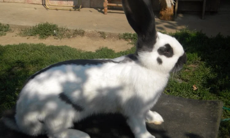 Продам племенні кролики породи Німецький Строкатий Велетень ( Строкач ) - фото № 2