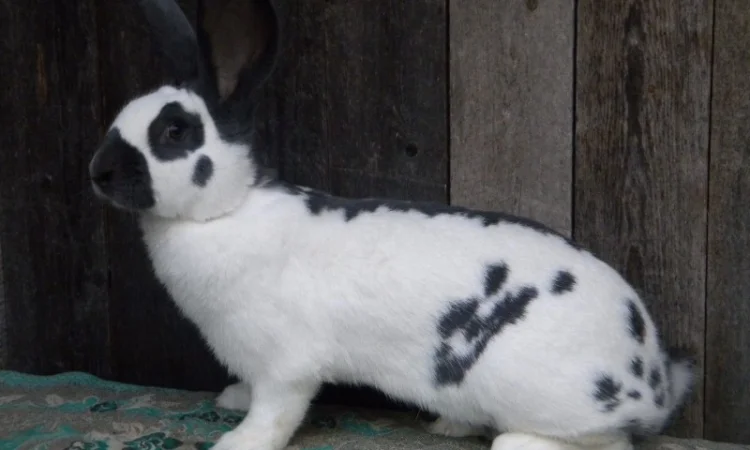 Продам племенні кролики породи Німецький Строкатий Велетень ( Строкач ) - фото № 10