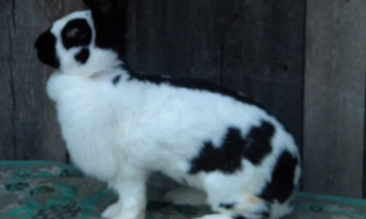 Продам племенні кролики породи Німецький Строкатий Велетень ( Строкач ) - фото № 9