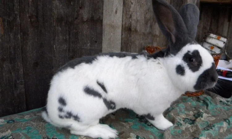 Продам племенні кролики породи Німецький Строкатий Велетень ( Строкач ) - фото № 8