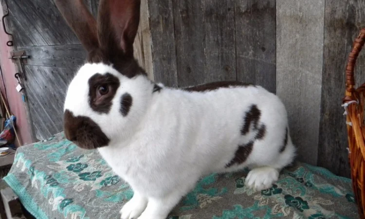 Продам племенні кролики породи Німецький Строкатий Велетень ( Строкач ) - фото № 7