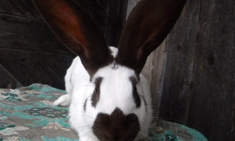 Продам племенні кролики породи Німецький Строкатий Велетень ( Строкач ) - фото № 6