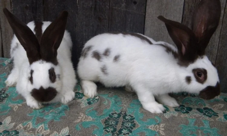 Продам племенні кролики породи Німецький Строкатий Велетень ( Строкач ) - фото № 5