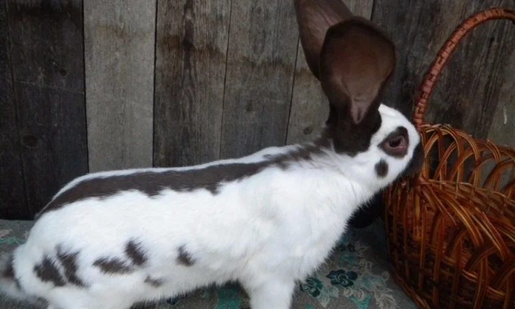 Продам племенні кролики породи Німецький Строкатий Велетень ( Строкач ) - фото № 4