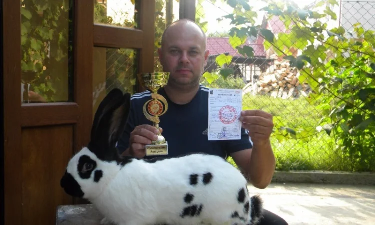 Продам племенні кролики породи Німецький Строкатий Велетень ( Строкач ) - фото № 19