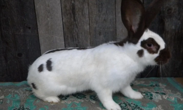 Продам племенні кролики породи Німецький Строкатий Велетень ( Строкач ) - фото № 3