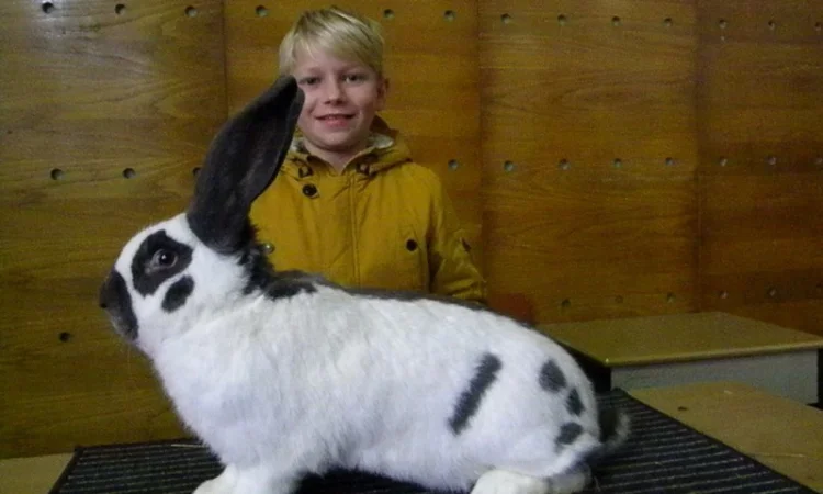 Продам племенні кролики породи Німецький Строкатий Велетень ( Строкач ) - фото № 18