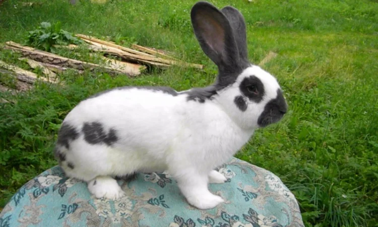 Продам племенні кролики породи Німецький Строкатий Велетень ( Строкач ) - фото № 17