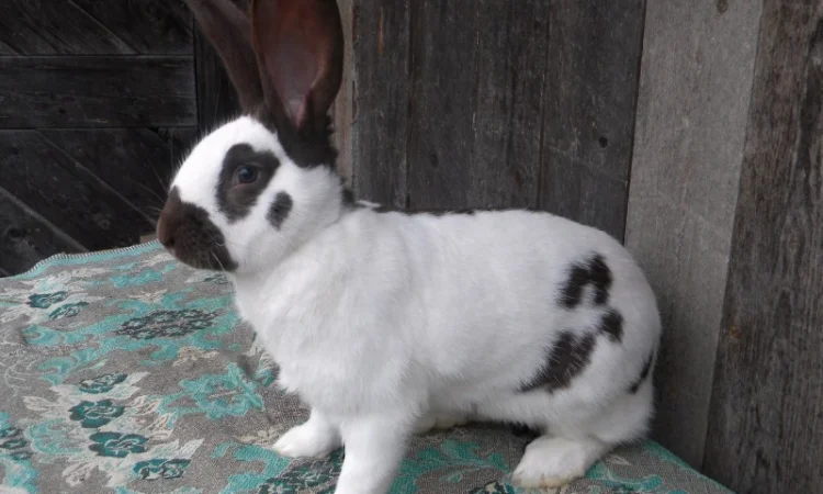 Продам племенні кролики породи Німецький Строкатий Велетень ( Строкач ) - фото № 16