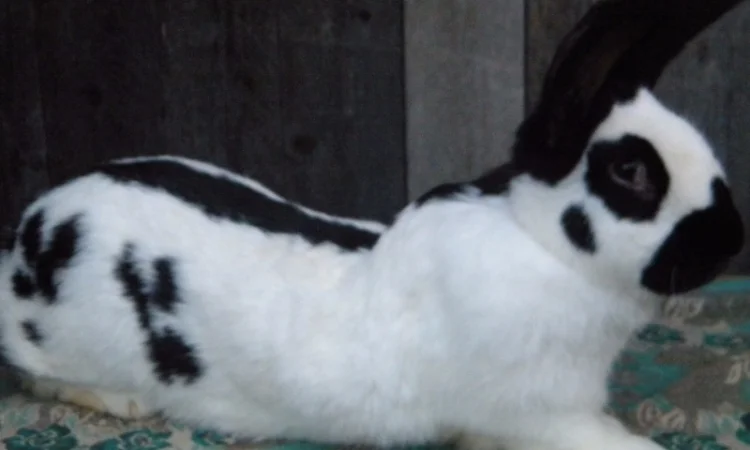 Продам племенні кролики породи Німецький Строкатий Велетень ( Строкач ) - фото № 15