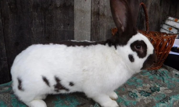 Продам племенні кролики породи Німецький Строкатий Велетень ( Строкач ) - фото № 14