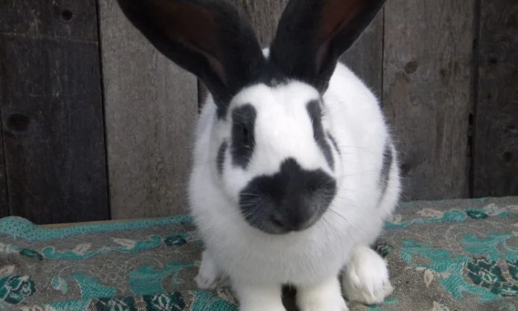 Продам племенні кролики породи Німецький Строкатий Велетень ( Строкач ) - фото № 13