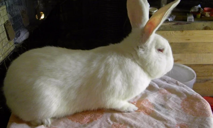 Продам племенні кролики породи Термондська Біла - фото № 9