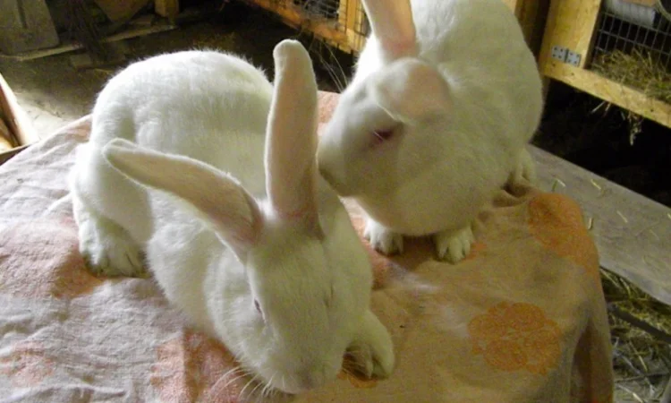 Продам племенні кролики породи Термондська Біла - фото № 7