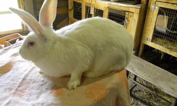 Продам племенні кролики породи Термондська Біла - фото № 17