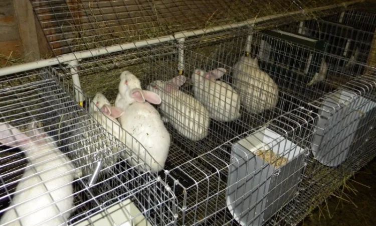 Продам племінні кролики породи Термондська Біла - фото № 17