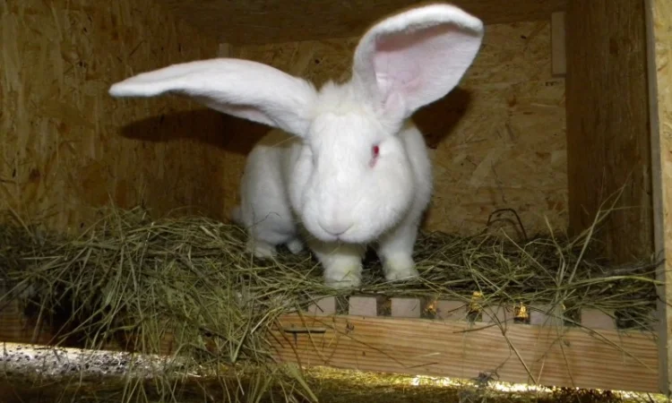 Продам племенні кролики породи Термондська Біла - фото № 3