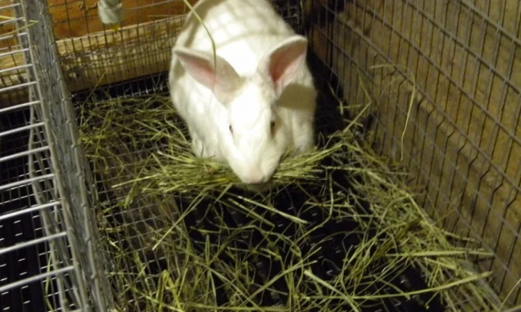 Продам племенні кролики породи Термондська Біла - фото № 12