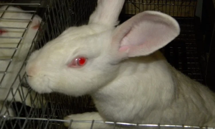 Продам племенні кролики породи Термондська Біла - фото № 2