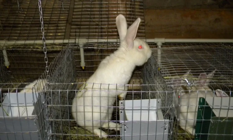 Продам племенні кролики породи Термондська Біла - фото № 11