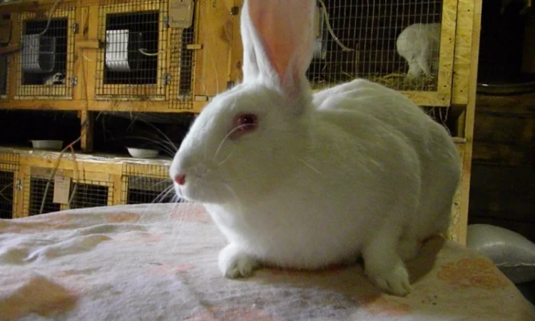 Продам племенні кролики породи Термондська Біла - фото № 10