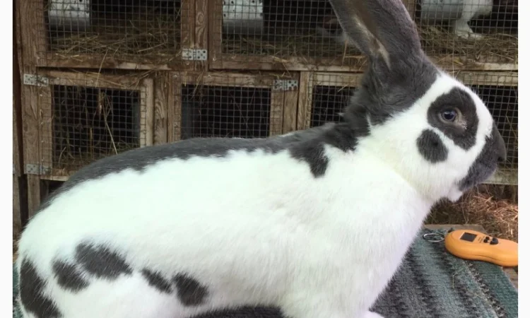 Німецький строкатий велетень ( блакитно-білий ) - фото № 1