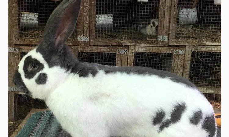 Німецький строкатий велетень ( блакитно-білий ) - фото № 2