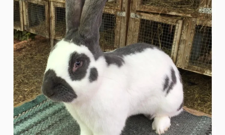 Німецький строкатий велетень ( блакитно-білий ) - фото № 3