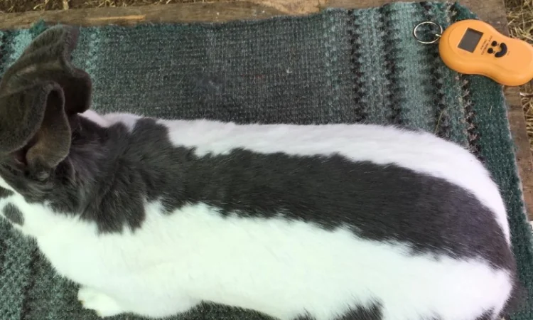 Німецький строкатий велетень ( блакитно-білий ) - фото № 4