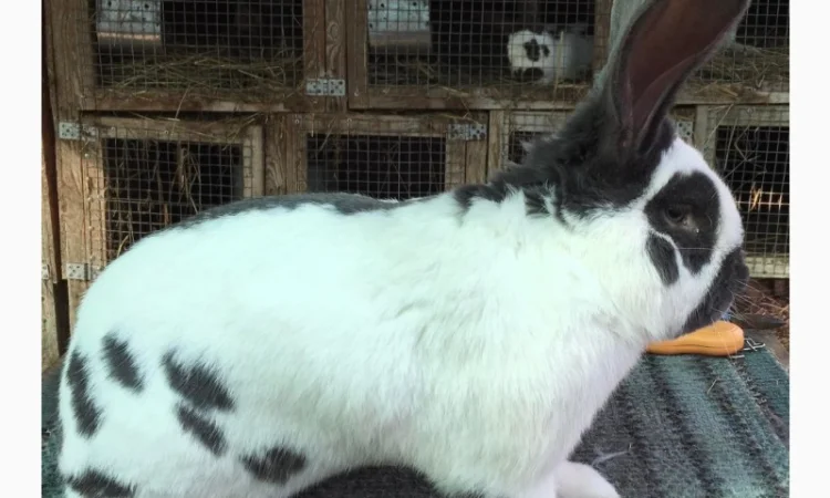 Німецький строкатий ( блакитно-білий ) - фото № 1