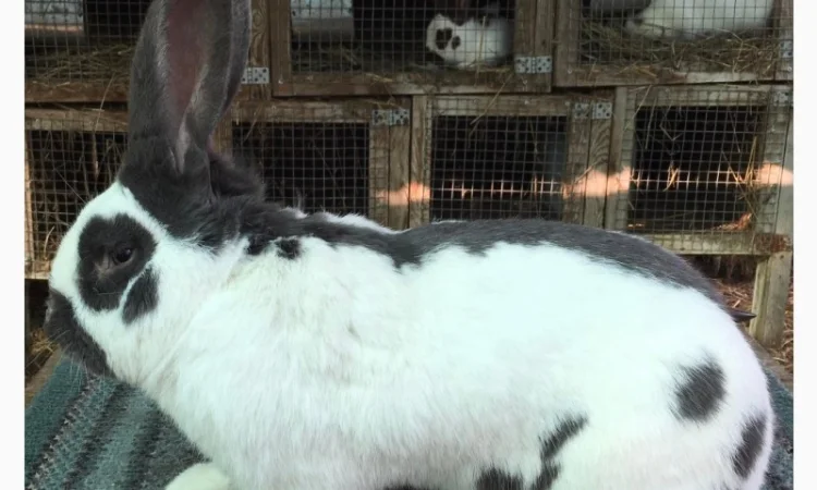 Німецький строкатий ( блакитно-білий ) - фото № 2