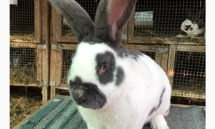 Німецький строкатий ( блакитно-білий ) - фото № 3